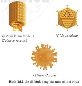 Lý thuyết Khoa học tự nhiên 6 Bài 16: Virus và vi khuẩn | Cánh diều