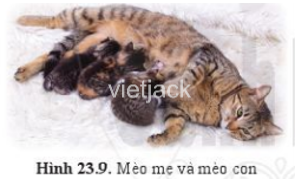  Mèo là động vật thuộc lớp Động vật có vú, em hãy quan sát hình 23.9