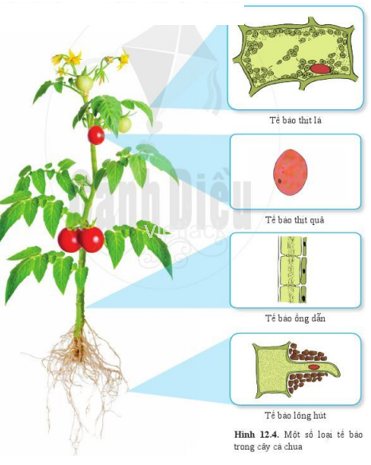 Quan sát hình 12.4, 12.5 và kể tên 1 số loại tế bào cấu tạo nên cơ thể cây cà chua