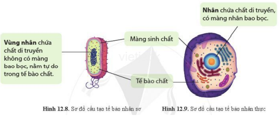 Quan sát hình 12.8, 12.9 và nêu cấu tạo của tế bào nhân sơ và tế bào nhân thực