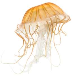 Quan sát mẫu vật thật sứa, thủy tức, hoặc mẫu ngâm, video, tranh ảnh và vẽ hình động vật