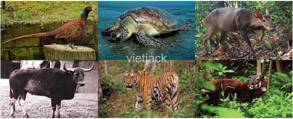 Sưu tầm thông tin và tranh ảnh về các loài có nguy cơ bị tuyệt chủng ở Việt Nam