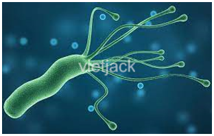 Vi khuẩn là gì cấu tạo phân loại sinh lý và khả năng gây bệnh