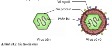 Bài 24: Virus