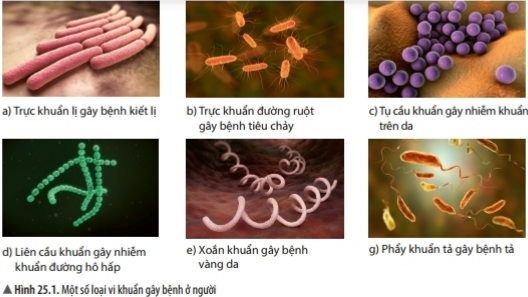 Bài 25: Vi khuẩn