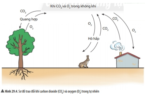 Bài 29: Thực vật