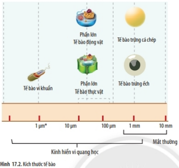 Lý thuyết Khoa học tự nhiên 6 Bài 17: Tế bào | Chân trời sáng tạo