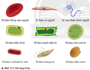 Lý thuyết Khoa học tự nhiên 6 Bài 17: Tế bào | Chân trời sáng tạo