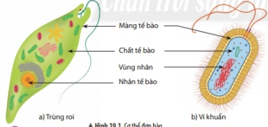 Lý thuyết Khoa học tự nhiên 6 Bài 19: Cơ thể đơn bào và cơ thể đa bào | Chân trời sáng tạo