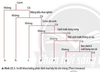 Lý thuyết Khoa học tự nhiên 6 Bài 23: Thực hành xây dựng khóa lưỡng phân | Chân trời sáng tạo