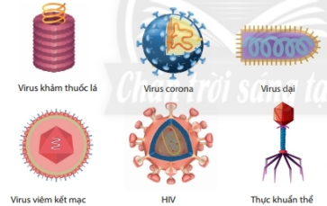 Lý thuyết Khoa học tự nhiên 6 Bài 24: Virus | Chân trời sáng tạo