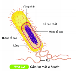 Lý thuyết Khoa học tự nhiên 6 Bài 25: Vi khuẩn | Chân trời sáng tạo