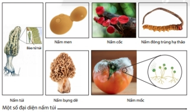 Lý thuyết Khoa học tự nhiên 6 Bài stt: Nấm | Chân trời sáng tạo