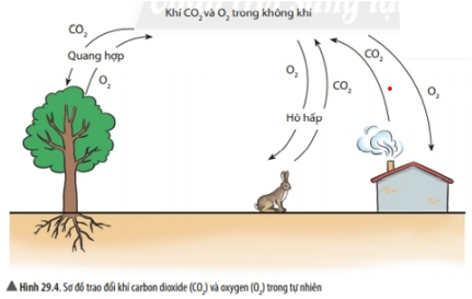 Lý thuyết Khoa học tự nhiên 6 Bài 29: Thực vật | Chân trời sáng tạo