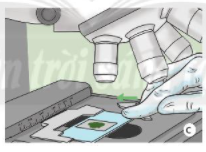 Lý thuyết Khoa học tự nhiên 6 Bài 3: Quy định an toàn trong phòng thực hành. Giới thiệu một số dụng cụ đo sử dụng kính lúp và kính hiển vi quang học | Chân trời sáng tạo