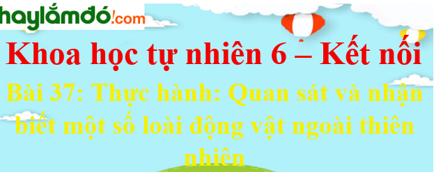 Khoa học tự nhiên lớp 6 Bài 37: Thực hành: Quan sát và nhận biết một số nhóm động vật ngoài thiên nhiên - Kết nối tri thức với cuộc sống