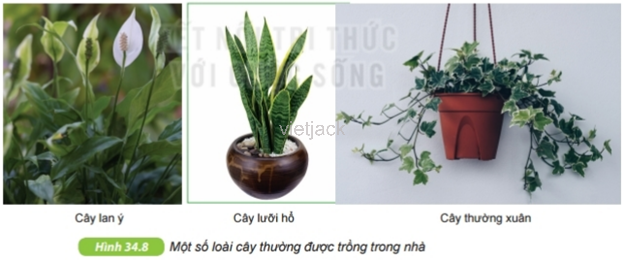 Đọc thông tin trên và quan sát hình 34.8, cho biết việc trồng cây trong nhà có tác dụng gì