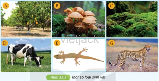 Các loài trong hình 25.5 thuộc giới Nấm, giới Thực vật và giới Động vật