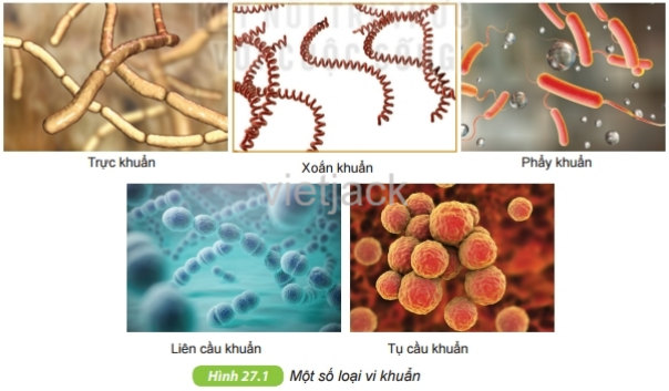 Quan sát hình 27.1, nhận xét về hình dạng của các loài vi khuẩn, dựa vào hình dạng