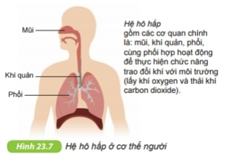 Tổ chức cơ thể đa bào | Kết nối tri thức