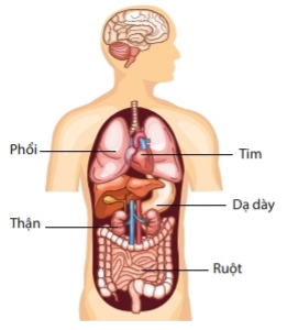 Tổ chức cơ thể đa bào | Kết nối tri thức