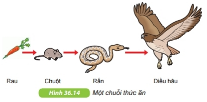 Động vật | Kết nối tri thức