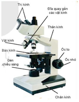 Sử dụng kính hiển vi quang học | Kết nối tri thức