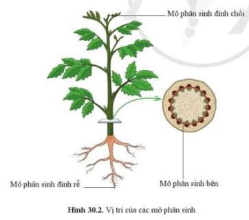 Quan sát hình 30.2 và chỉ vị trí các mô phân sinh