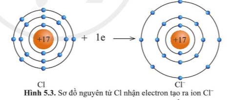 Quan sát hình 5.2 và hình 5.3, cho biết lớp vỏ của các ion Na+, Cl-