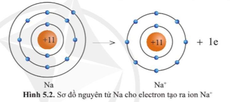 Quan sát hình 5.2 và hình 5.3, cho biết lớp vỏ của các ion Na+, Cl-