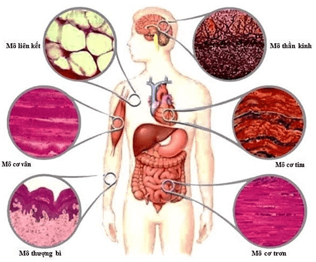 Lý thuyết KHTN 7 Cánh diều Bài 17: Vai của trao đổi chất và chuyển hoá năng lượng ở sinh vật