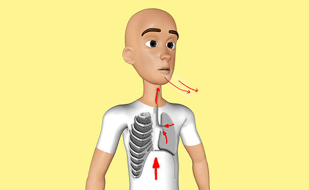 Lý thuyết KHTN 7 Cánh diều Bài 17: Vai của trao đổi chất và chuyển hoá năng lượng ở sinh vật