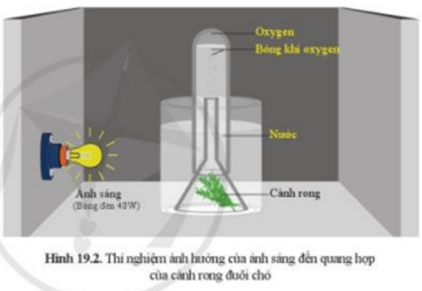 Lý thuyết KHTN 7 Cánh diều Bài 19: Các yếu tố ảnh hưởng đến quang hợp