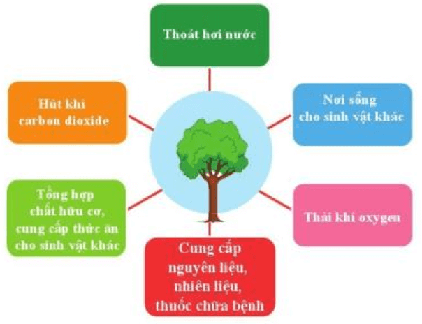 Lý thuyết KHTN 7 Cánh diều Bài 19: Các yếu tố ảnh hưởng đến quang hợp