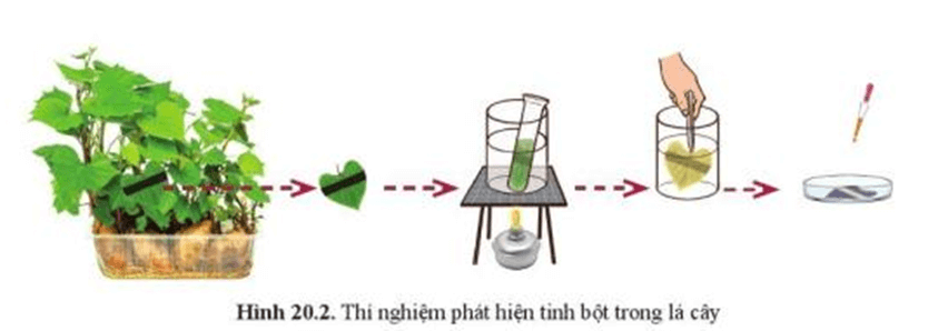 Lý thuyết KHTN 7 Cánh diều Bài 20: Thực hành về quang hợp ở cây xanh