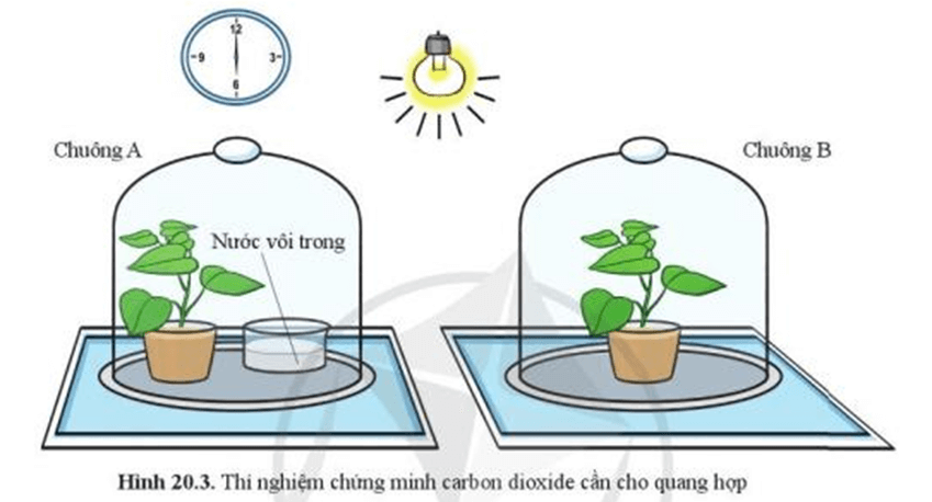 Lý thuyết KHTN 7 Cánh diều Bài 20: Thực hành về quang hợp ở cây xanh