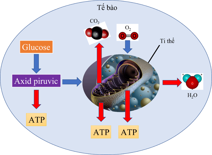 Lý thuyết KHTN 7 Cánh diều Bài 21: Hô hấp tế bào