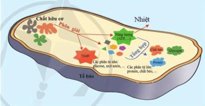 Lý thuyết KHTN 7 Cánh diều Bài 21: Hô hấp tế bào