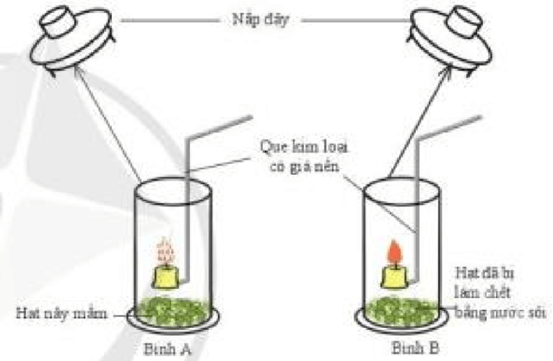 Lý thuyết KHTN 7 Cánh diều Bài 21: Hô hấp tế bào