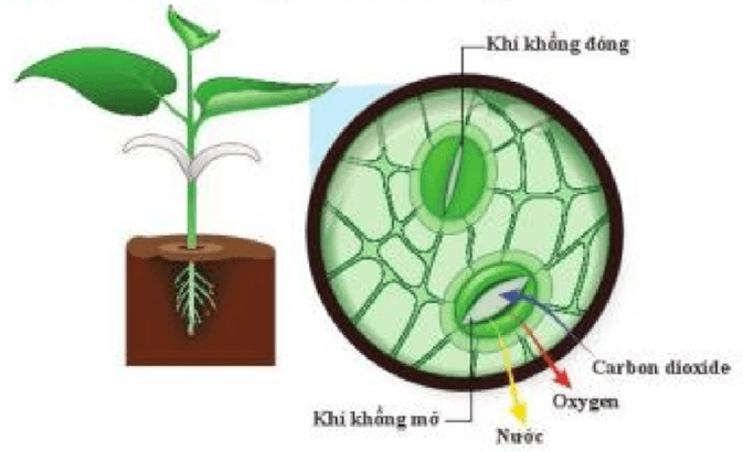 Lý thuyết KHTN 7 Cánh diều Bài 23: Trao đổi khí ở sinh vật