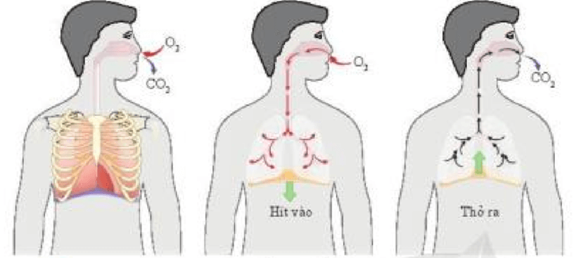 Lý thuyết KHTN 7 Cánh diều Bài 23: Trao đổi khí ở sinh vật