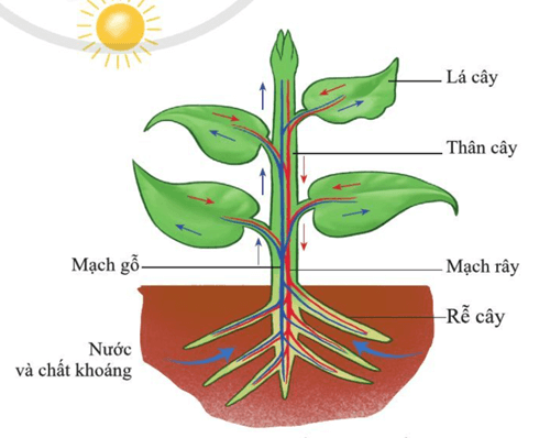 Lý thuyết KHTN 7 Cánh diều Bài 25: Trao đổi nước và các chất dinh dưỡng ở thực vật