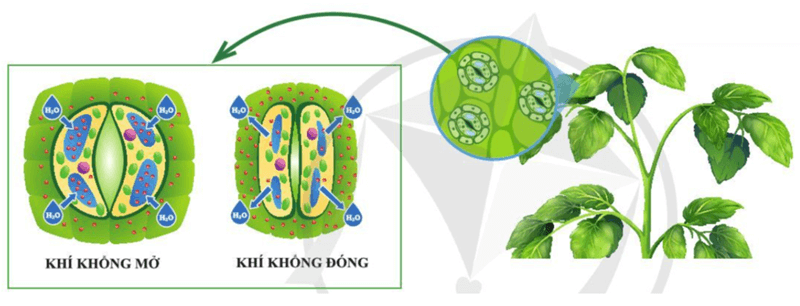 Lý thuyết KHTN 7 Cánh diều Bài 25: Trao đổi nước và các chất dinh dưỡng ở thực vật