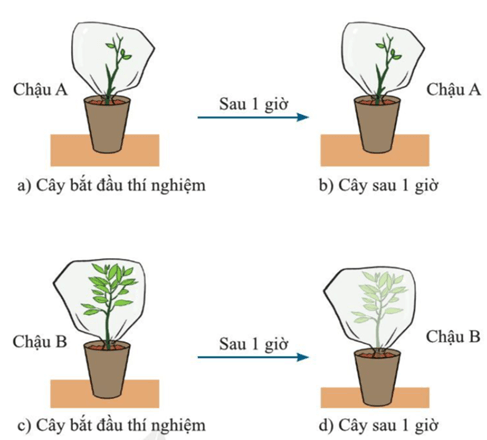 Lý thuyết KHTN 7 Cánh diều Bài 25: Trao đổi nước và các chất dinh dưỡng ở thực vật