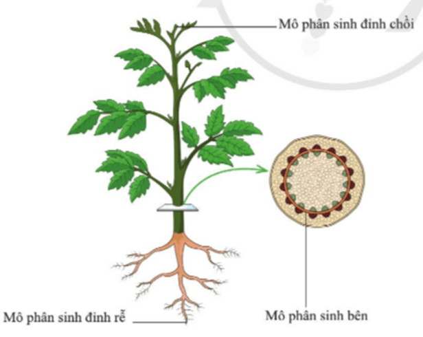 Lý thuyết KHTN 7 Cánh diều Bài 30: Sinh trưởng và phát triển ở thực vật