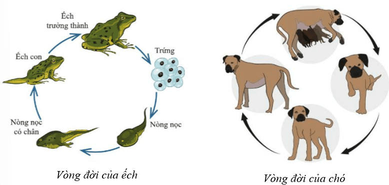 Lý thuyết KHTN 7 Cánh diều Bài 31: Sinh trưởng và phát triển ở động vật