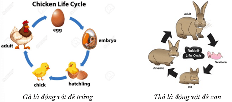 Lý thuyết KHTN 7 Cánh diều Bài 31: Sinh trưởng và phát triển ở động vật