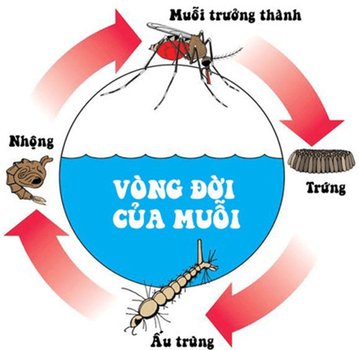 Lý thuyết KHTN 7 Cánh diều Bài 31: Sinh trưởng và phát triển ở động vật