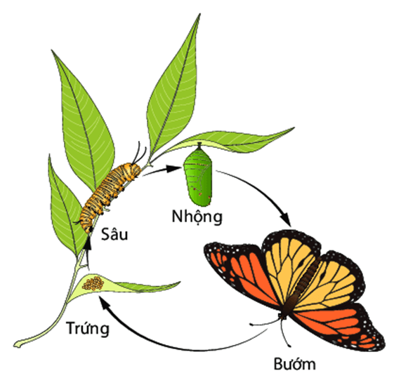 Lý thuyết KHTN 7 Cánh diều Bài 31: Sinh trưởng và phát triển ở động vật