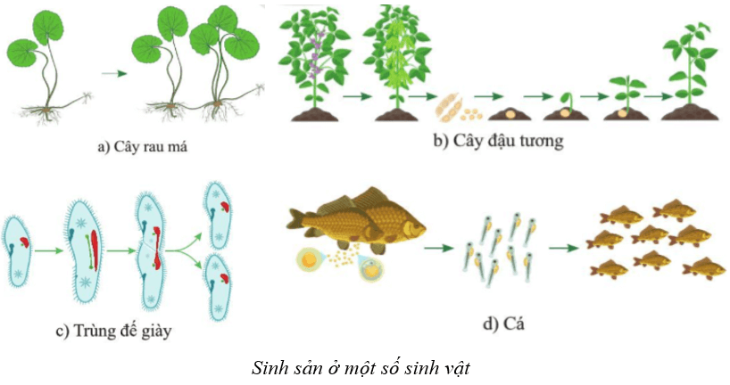 Lý thuyết KHTN 7 Cánh diều Bài 32: Khái quát về sinh sản và sinh sản vô tính ở sinh vật